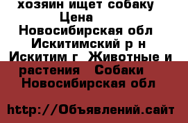 хозяин ищет собаку › Цена ­ 0 - Новосибирская обл., Искитимский р-н, Искитим г. Животные и растения » Собаки   . Новосибирская обл.